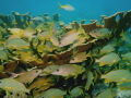   Somberro Reef Marathon Key  
